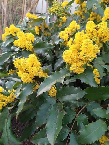 Magonia Bokor Örökzöld Levelekkel Élénk Sárga Virágokkal — Stock Fotó