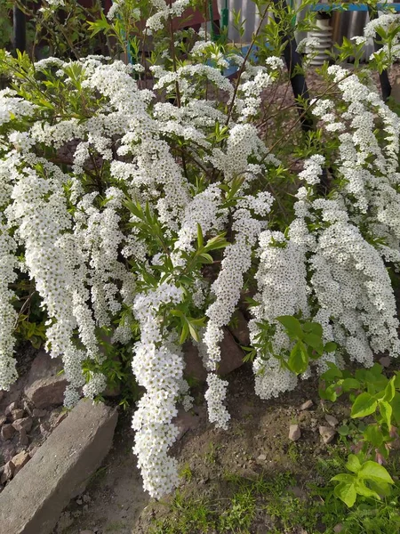 Ágazatok Fehér Spirea Virágok Nyitott Egy Tavaszi Napon — Stock Fotó