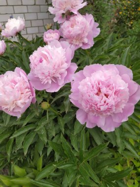 Pembe yapraklı şakayık çiçekleri, uzun ömürlü çalılar.