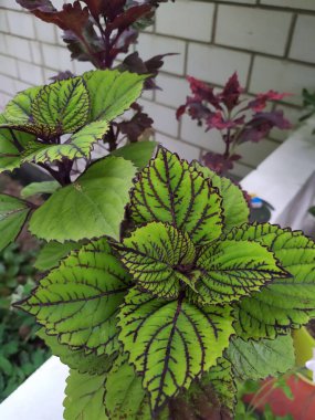 Coleus bir saksıda, çok renkli parlak yapraklar, süs bitkileri...