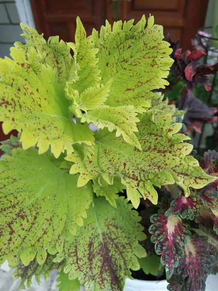 stock image Coleus in a flower pot with multi-colored bright leaves, ornamental plants