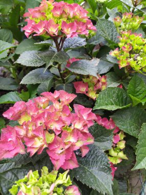 Parlak ortanca çiçekleri narin çiçeklerle açar, yazın bahçede çiçek açar.