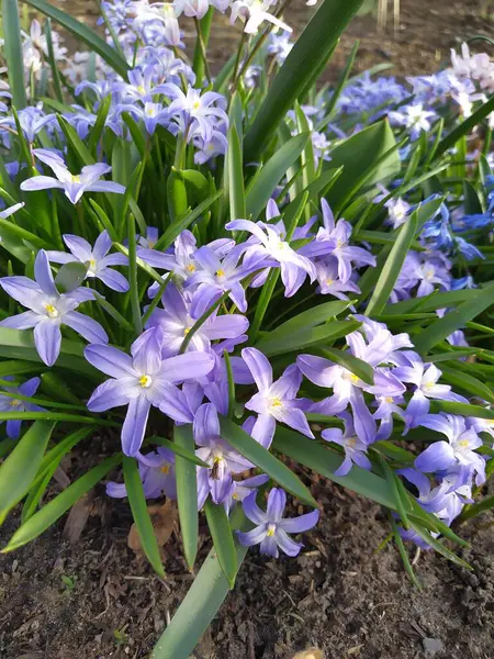 Gently blue flowers of spring blooming chionodoxa, collected inflorescences against a background of green leaves in the garden