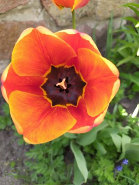 Turuncu-kırmızı lale. Portakal kırmızısı yumuşak lale çiçeğini bir bahar günü açtı.