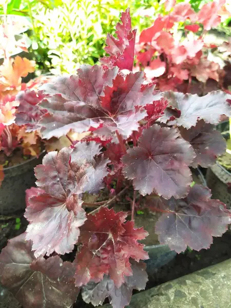 Baharda bahçede koyu kahverengi yaprakları olan Heuchera, bahçede parlak bir daimi yıl..