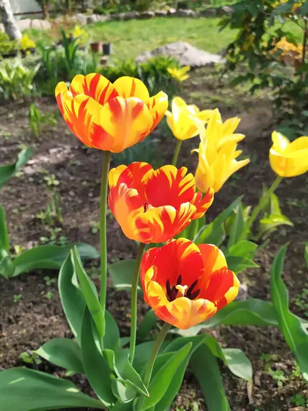 Bahçedeki parlak kırmızı ve sarı lale çiçekleri baharda lüks bir şekilde açar.