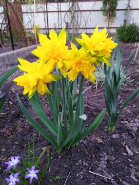 Bir nergis çiçeğini baharda açar
