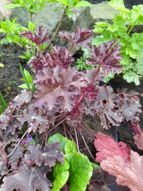 Baharda bahçede koyu kahverengi yaprakları olan Heuchera, bahçede parlak bir daimi yıl..