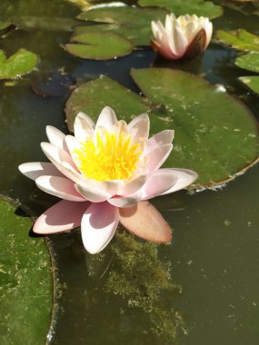 Bir su perisinin pembe taç yaprakları gün boyunca bahçedeki dekoratif bir gölette çiçek açtı.