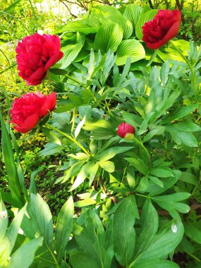 Bahçede, süs bitkilerinin arka planında narin kırmızı çiçekli şakayık bir çalılık çiçek açıyordu.