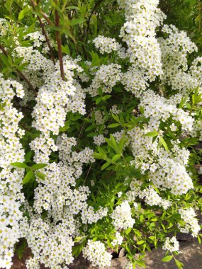 Çiçek açan dallar, daldaki narin beyaz çiçekler, bahçedeki spirea çalısı.