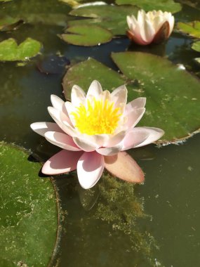 Bir su perisinin pembe taç yaprakları gün boyunca bahçedeki dekoratif bir gölette çiçek açtı.