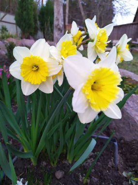 Bir grup nergis. Baharda, bahçede beyaz ve sarı nergis çiçekleri açar.