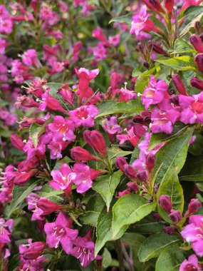 Weigela Bristol Ruby 'nin kırmızı çiçekleri. Seçici odak ve yakın plan güzel parlak pembe çiçekler süs bahçesindeki ebedi yeşile karşı. Tasarım için doğa konsepti