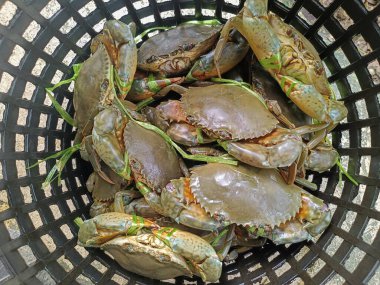 Siyah sepetin içinde yeşil plastik iplikle bağlanmış taze büyük çamur yengeçlerinin üst görüntüsü