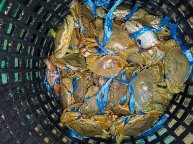 Siyah plastik bir sepette toplanan mavi ve yeşil plastik şeritlerle bağlanmış sayısız canlı çamur yengecinin yukarıdan aşağı görüntüsü. Yengeçler taze ve deniz ürünleri dağıtımına veya pazar satışına hazır görünüyor. Bu da kıyı balıkçılığını ve yerel gıda sistemlerini sembolize ediyor..