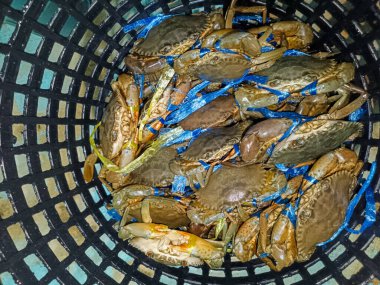 Siyah plastik bir sepette toplanan mavi ve yeşil plastik şeritlerle bağlanmış sayısız canlı çamur yengecinin yukarıdan aşağı görüntüsü. Yengeçler taze ve deniz ürünleri dağıtımına veya pazar satışına hazır görünüyor. Bu da kıyı balıkçılığını ve yerel gıda sistemlerini sembolize ediyor..