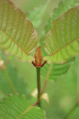 Kratom bitkisinin ya da Mitragyna Specosa 'nın filizleri, kırmızı minyonlar.