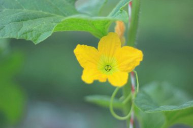 Altın sarısı karpuz çiçekleri sabah açar..