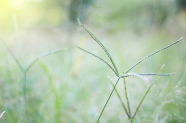 Taze çimenli güzel çayır..