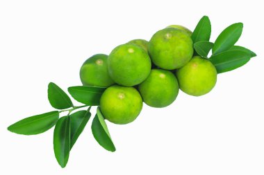Kireç yaprakları ve meyveleri beyaz arka planda kırpma yolu ile izole edilmiş. Üst görünüm.