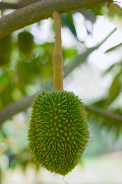 Ağaçtan sarkan yeşil-sarı bir Durian 'ın yakın çekimi meyvenin dikenli dokusunu vurguluyor..