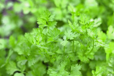 Taze Cilantro Canlı Yeşil Bitki