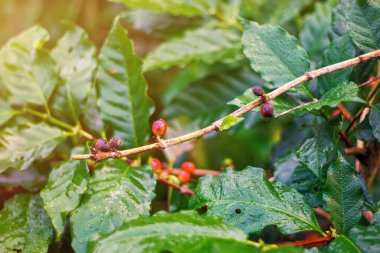 Dalında çiy taneleri olan çok renkli kahve kirazları.
