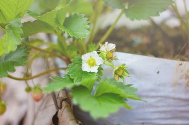 Beyaz Çiçekli Çilek Bitkisi ve Genç Meyveler Büyüyen Torbada