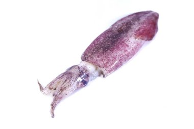 beyaz zemin üzerine taze kalamar