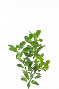 Lemon Branch ve Leaves Beyaz Arkaplanda