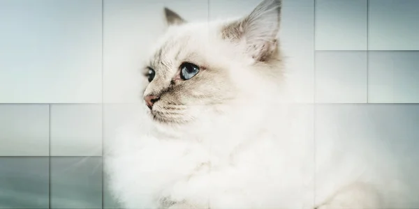 파란색 아름다운 고양이의 기하학적 — 스톡 사진
