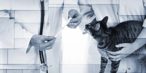 Ветеринар Готовит Лекарства Кошки Геометрический Узор — стоковое фото