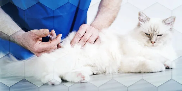 バーマの白い神聖な猫に注射を与える獣医師 幾何学的なパターン — ストック写真