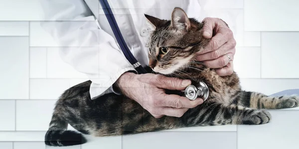 Veterinarian examining a cat with his stethoscope, geometric pattern
