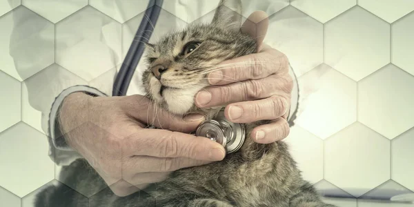 Veterinarian Examining Cat His Stethoscope Geometric Pattern — Foto de Stock