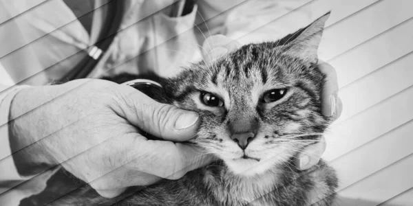 Tierarzt Untersucht Eine Katze Der Klinik Geometrisches Muster — Stockfoto