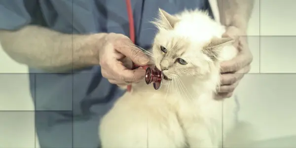 Veterinarian Examining White Sacred Cat Burma His Stethoscope Geometric Pattern Ліцензійні Стокові Фото