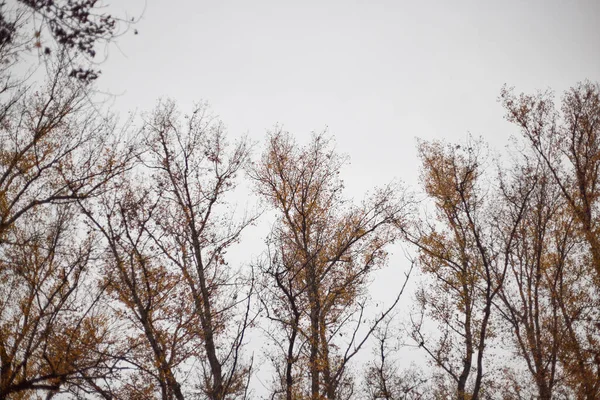 Keltaiset Syksyn Puut Valkoisella Taivaalla Taustalla — kuvapankkivalokuva