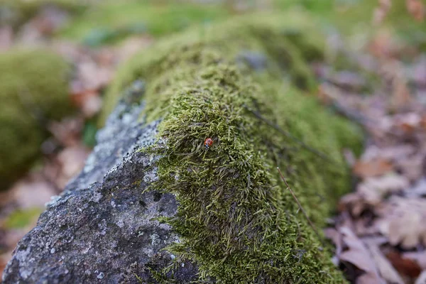 Ladybug Crawls Green Moss — Stock Photo, Image