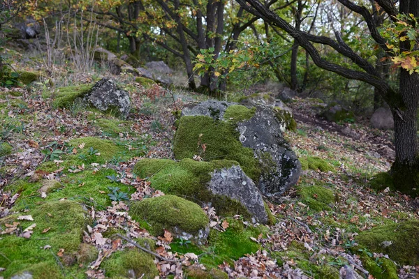 Ligdeki taşlar yeşil yosunlarla kaplı.