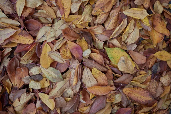 stock image dry orange-yellow autumn leaves on the ground, background