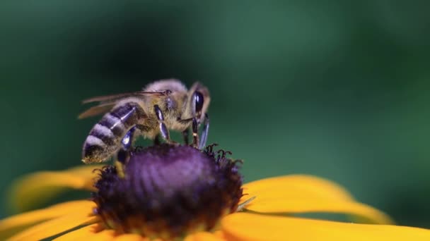 Пчела Цветке Собирает Нектар Крупным Планом Сламо — стоковое видео