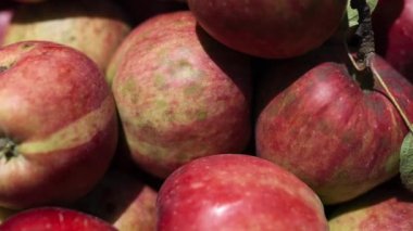 Bir sürü kırmızı elma kapanıyor, yavaşça uzaklaşıyor.