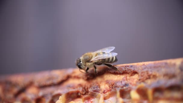 Пчела Собирает Прополис Крупным Планом — стоковое видео