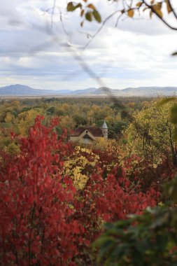 Sonbahar yaprakları, sonbahar bitkileri