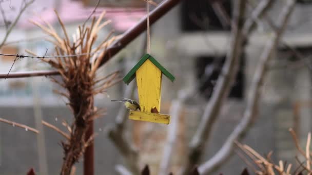 Yellow Tits Flying Feeder Food Rain Slow Motion Video — Vídeos de Stock