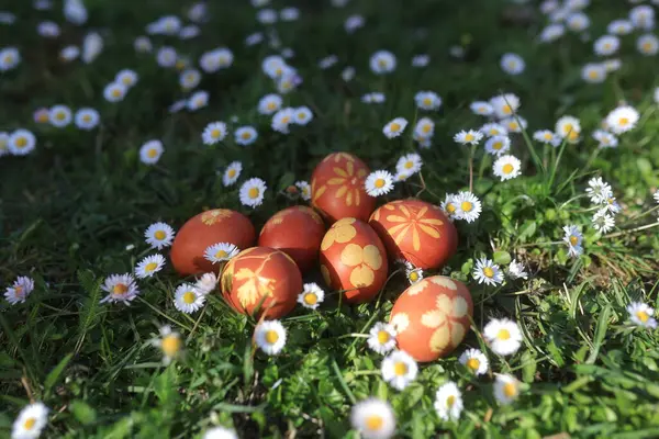Пасхальные Яйца Красного Цвета Зеленой Траве Среди Маргариток Одуванчиков Ярком — стоковое фото