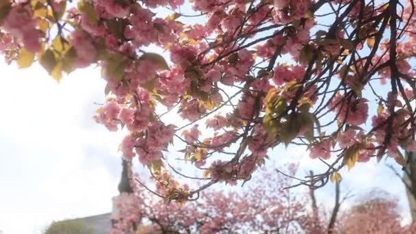 公園や教会の背景に 桜を咲かせました — ストック動画