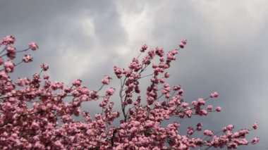 Gökyüzünde pembe çiçekler açan güzel Japon ağacı